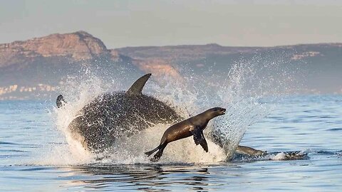 Dolphin vs. Seal