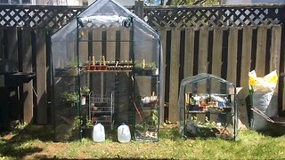 Wild Urban Gardens 2021 - Creating Temporary Greenhouses for Urban Gardening on a Tight Budget