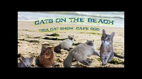 Purr View TV Show: Ep 02 Cats In The Beach 2012