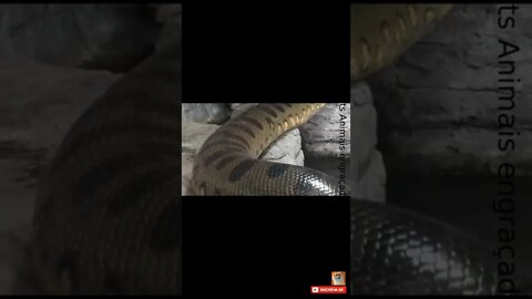 Cobras enroladas Pantanal #shorts