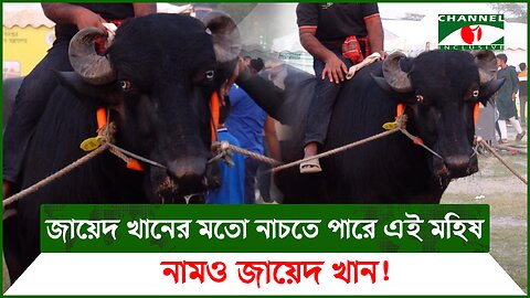 জায়েদ খানের মতো নাচতে পারে এই মহিষ, নামও জায়েদ খান! | Agro Farm | BD Animal Fair