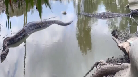 You too will be amazed to see this huge anaconda snake
