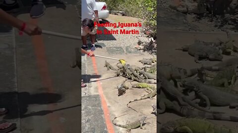 Things to Do in Saint Martin Bahamas! Feeding Iguanas!