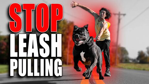 How To STOP Cane Corso Leash Pulling