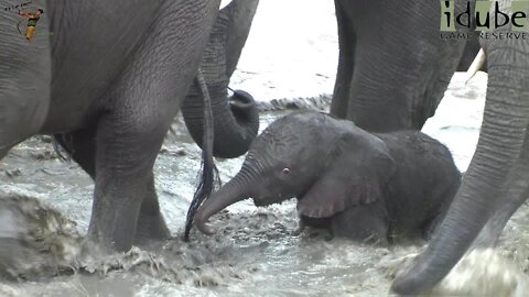 African Elephants in a Waterhole | Baby's First Bath!