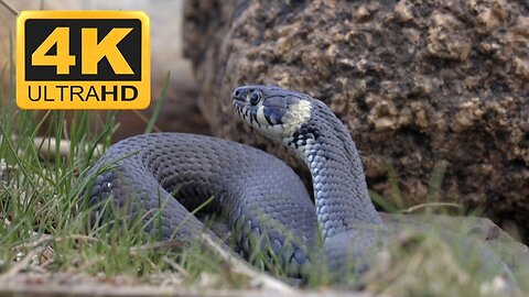 Grass snake high quality view