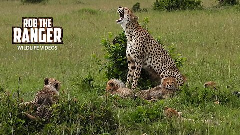 Cheetah With Six Cubs | Maasai Mara Safari | Zebra Plains