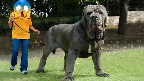 Top 20 Biggest Dogs In The World 2023!! | Big Dogs | Dogs Video