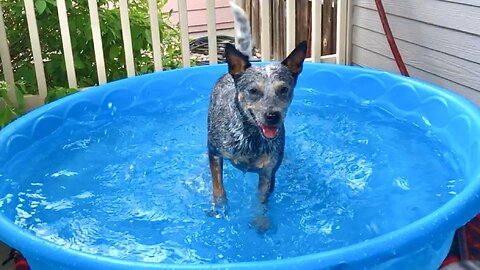 Part 6 of 6: The Best of ZIPPY BLUE HEELER the Mini Australian Cattle Wonder Dog!!