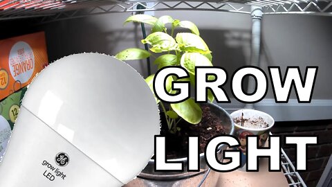 GE Grow light balanced light spectrum review and growth time lapse
