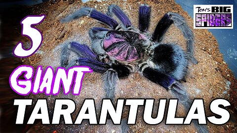 GIANT Tarantulas - The 5 Largest Ts in My Collection