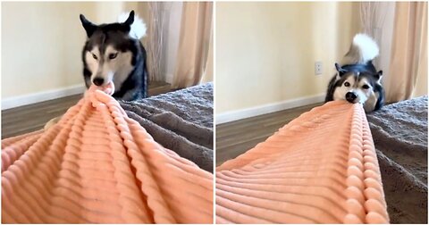 My Husky Tries To STEAL Our Blanket....