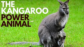 Kangaroo Power Animal
