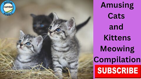 Amusing Cats and Kittens Meowing Compilation