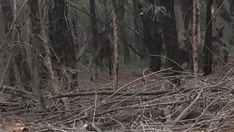 Two Kangaroos Decided To Fight It Out In The Woods But Didn't Count On Onlookers