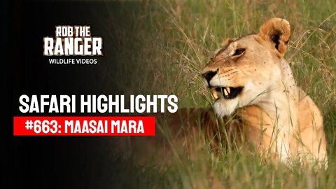 Safari Highlights #663: 30 January 2022 | Maasai Mara/Zebra Plains | Latest Wildlife Sightings