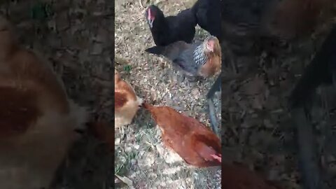 Chickens Eating Worms Extra Protein YUM