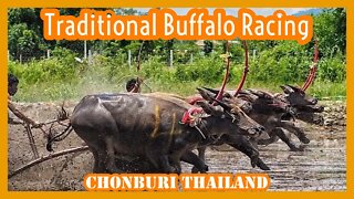 Traditional Buffalo Racing - Chonburi Thailand 2022 - Unique in Thailand