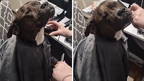 Funny dog sits like a proper gentleman while getting fake haircut