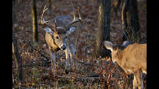 The 3-Minute Rule for "Exploring the Different Types of Hunting in America: Big Game, Small Gam...