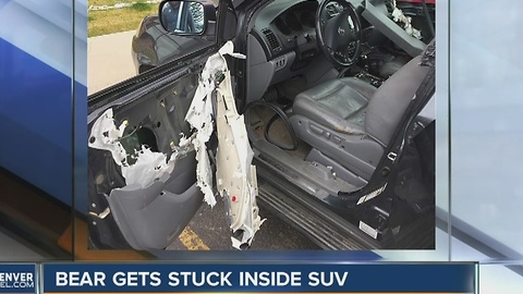 Bear gets stuck inside SUV in Steamboat Springs