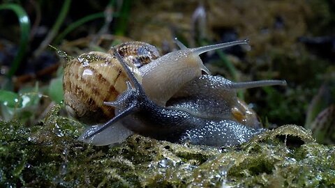 Rare Snail Insect Encounter: Exploring the Delicate Wonders of the Miniature World