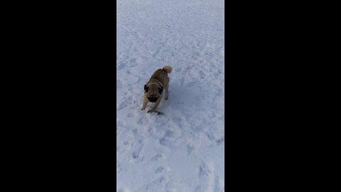 My pug loves the snow