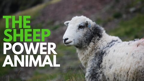 The Sheep Power Animal