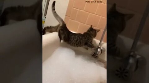 😂funny cat fell into bath tub😂Naughty cats2022😍 #adorablecats #Petsandwild #catssound