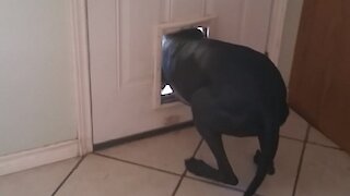 Great Dane immediately sneaks off after being confronted for mess