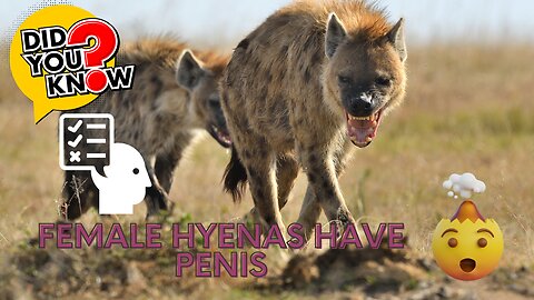 Interesting facts about Hyenas