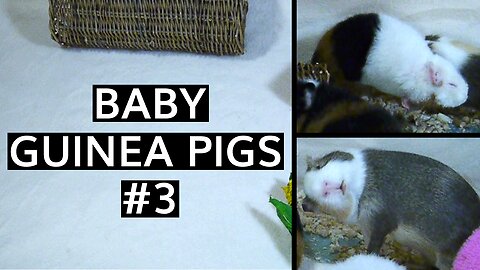 Baby Guinea Pigs #3!