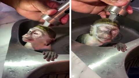 Funny little Monkey Enjoying in Bath Time