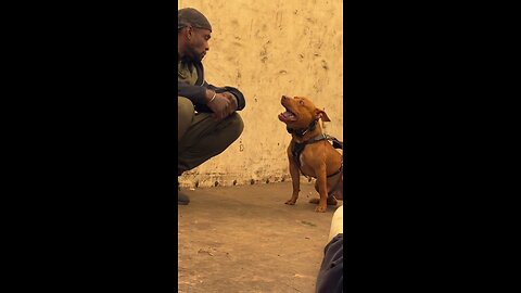 Pittbull training