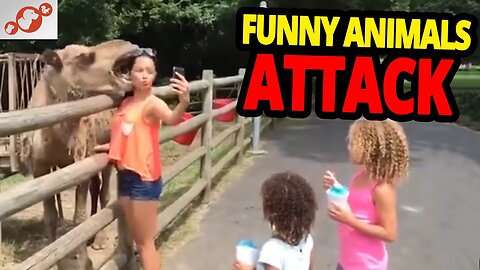🐾 Animal Attacks - Scary & Funny Animals ATTACK People!