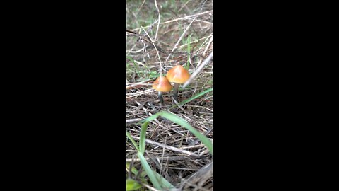 Psilocybe Subaeruginosa South Australia Magic Mushrooms