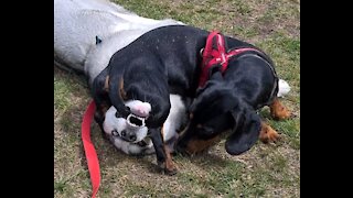 Husky gets teabagged by a dachshund