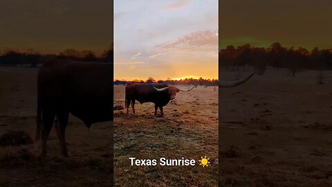 Breath Taking Texas Sunrise 🌞 #cowboys #longhorns