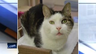 Oshkosh Area Humane Society offers free cat adoptions during 'Paw it Forward'