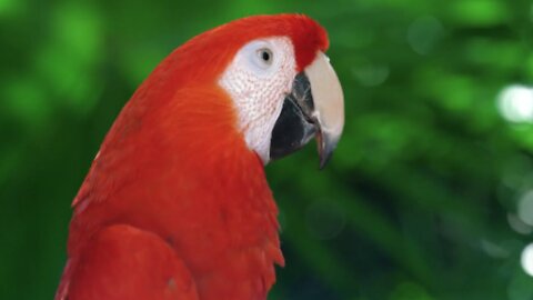 Beautiful Red Parrot.