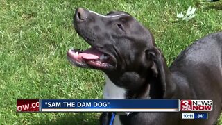 Sam the Dam Dog