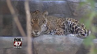 Woman attacked by a jaguar while taking a photo apologizes to the Arizona zoo