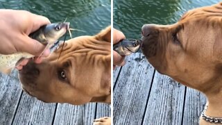 Sweet & gentle pit bull adorably kisses baby catfish