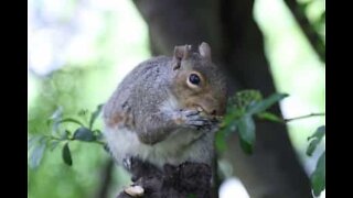 Squirrel goes nuts for snacks