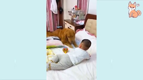 Dog Love Video Cute Dog