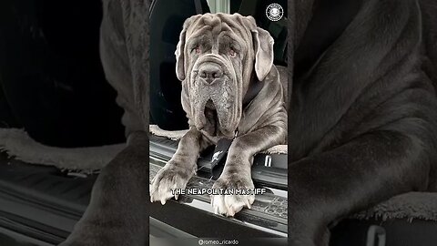 Neapolitan Mastiff 🐶 The Wrinkled Wonder!