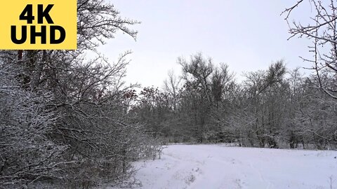 4K Заснеженный зимний лес - Успокаивающие звуки пения птиц зимним утром 2022