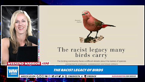 Birds Are Racist Now, Obviously