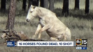 16 horses found dead, 10 shot