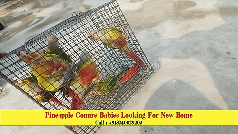 Home Breed Pineapple Conure Babies Looking For New Home | #pineappleconure | @BikisAviary